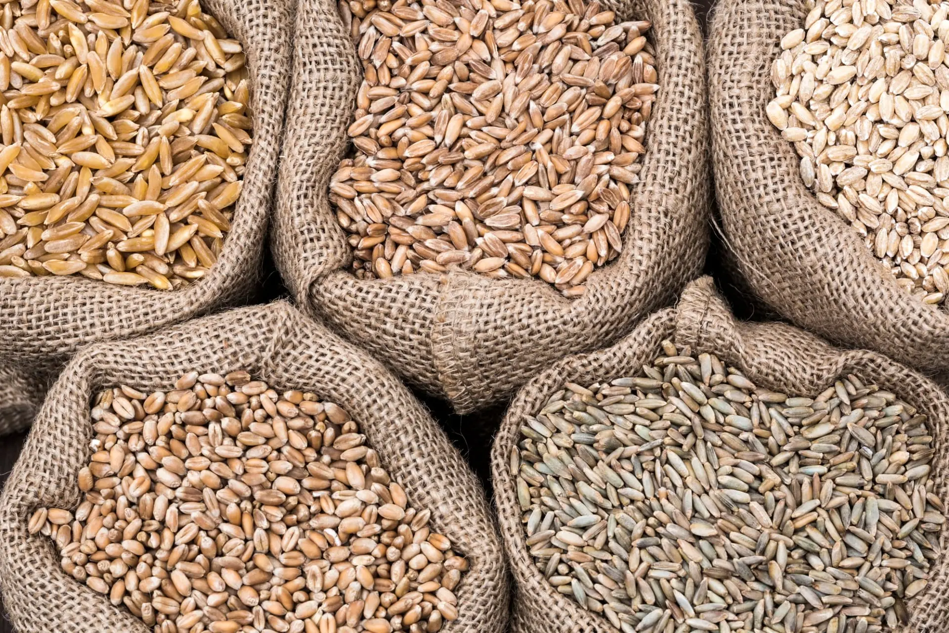 Céréales anciennes : pourquoi elles séduisent de plus en plus nos assiettes