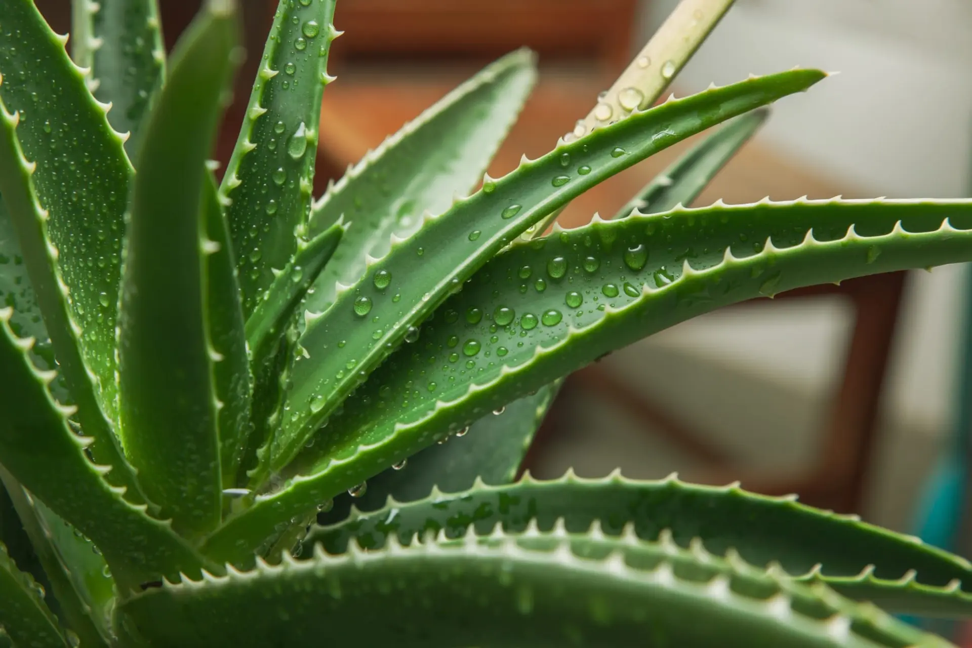 Aloe vera en cuisine : bienfaits et astuces, avec 8 recettes plaisir maison pour profiter de ses vertus